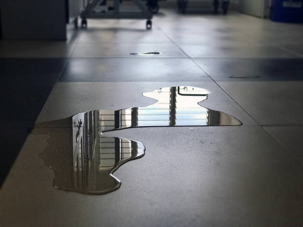 Best Water damage contractors near me  in Whiteland, IN