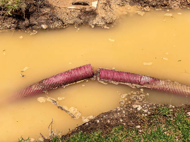 Best Flood damage cleanup  in Whiteland, IN